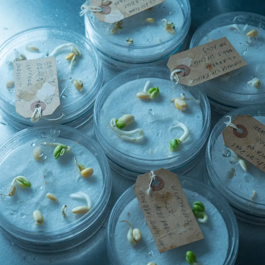 发芽皿里刚出土的种子，牛皮纸标签