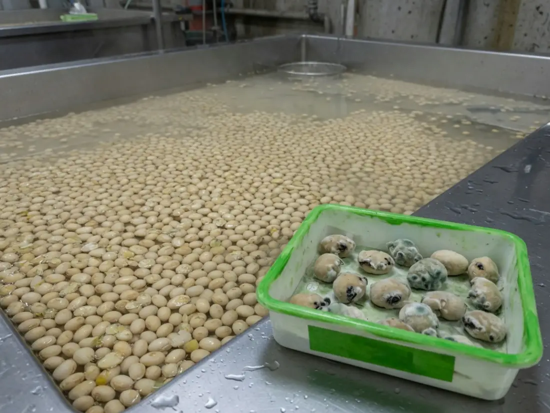 浸泡大豆与霉豆隔离盘